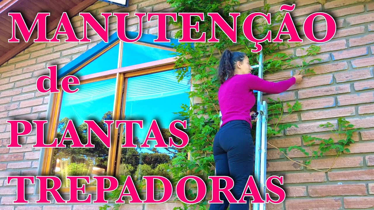 PODA & Manutenção de TREPADORAS