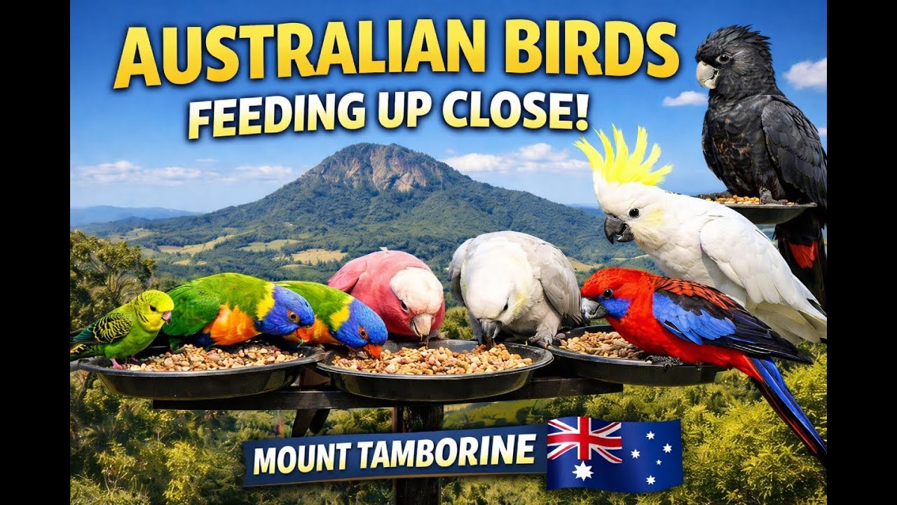 Unique! Birds From Australia Birding 