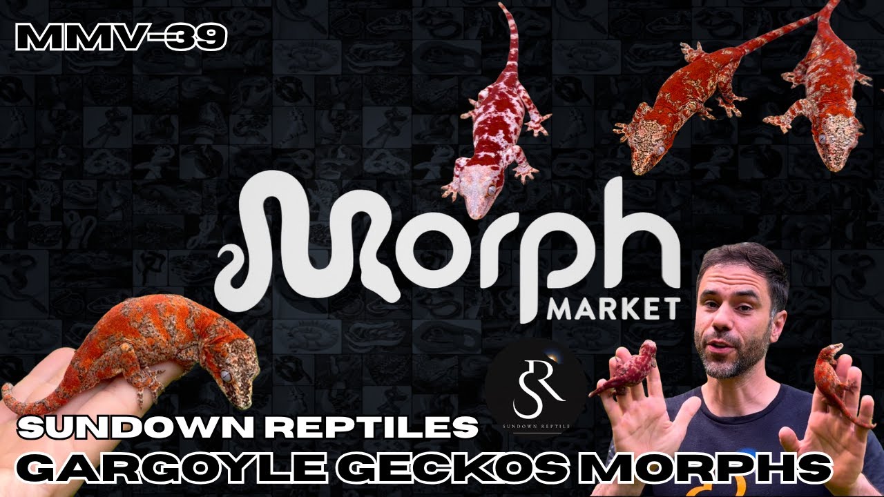 САМЫЕ популярные морфы горгулий-гекконов с рептилиями на закате