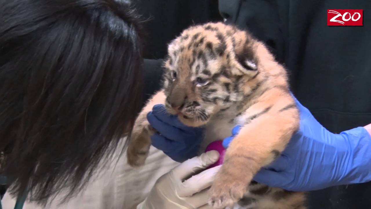 Tiger Cubs' First Well-Check