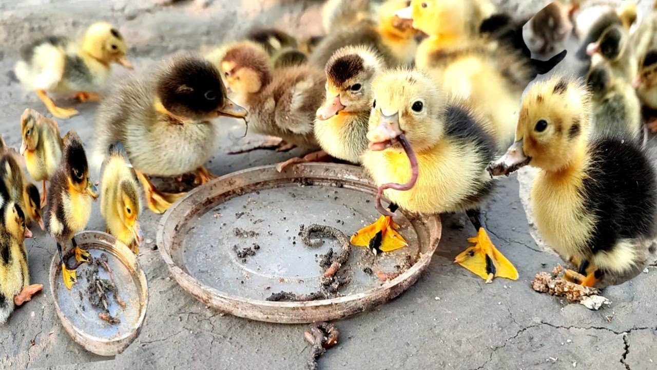 Experiment on Ducklings || Ducklings care || Batak palan || Duck farming