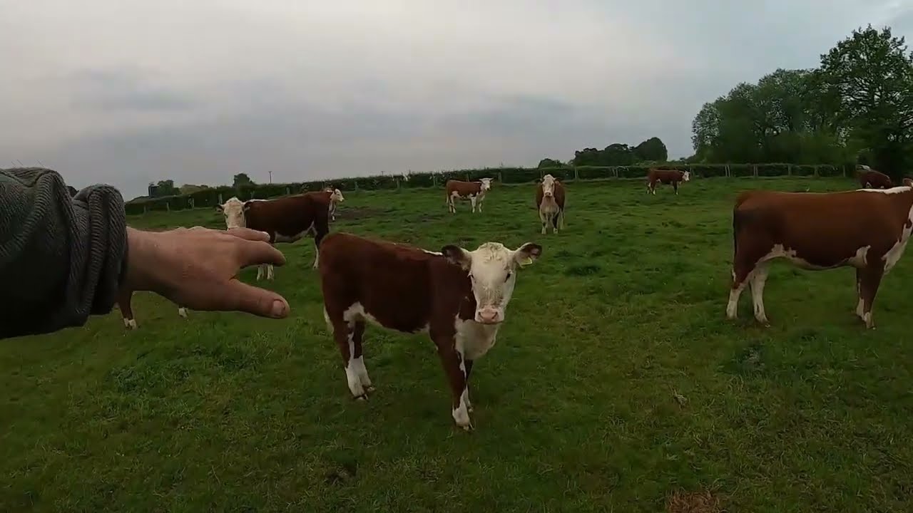 Content Hereford Cattle , Started On The Grass