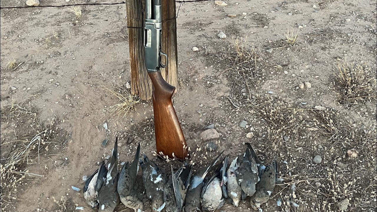 Closing day father-son dove hunt