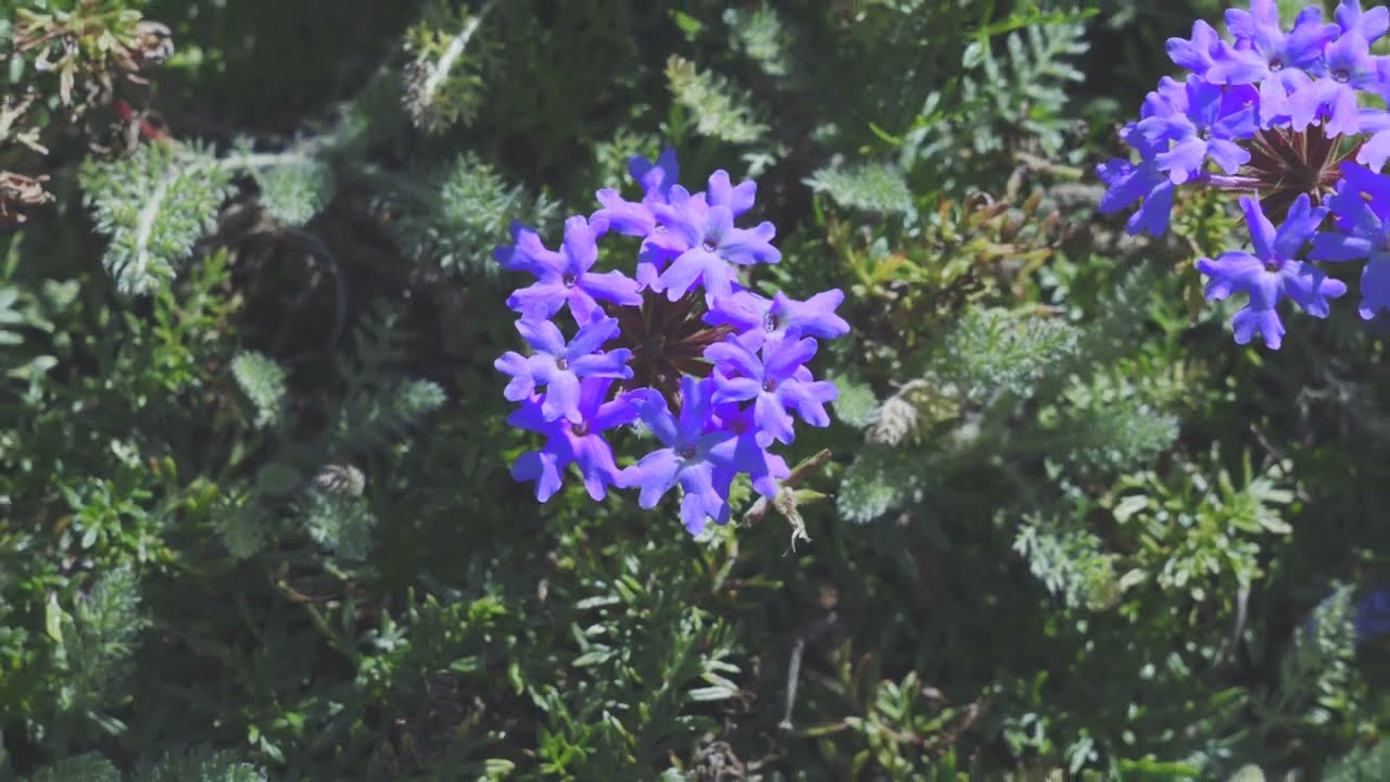 Verbena Hybrida: Alternativa al prato all'inglese