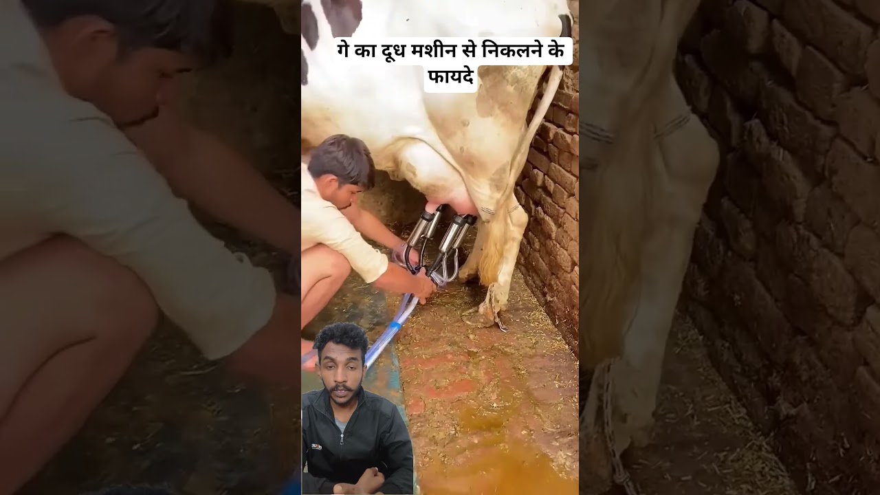 Cow Milking Machine Benefits 🐄 | Dudh Machine Se Kyon Nikale? गाय का दूध मशीन से निकालने के फायदे