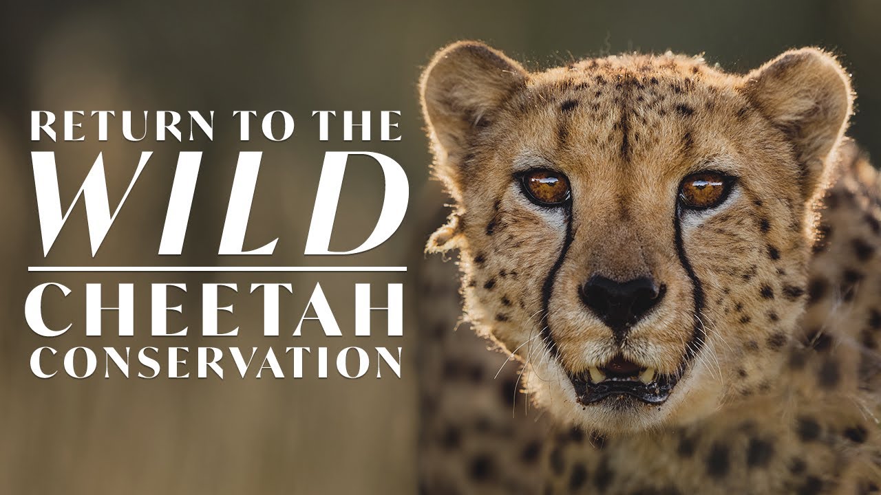 Cheetahs Returning to the Wild | In the Field with Donal Boyd