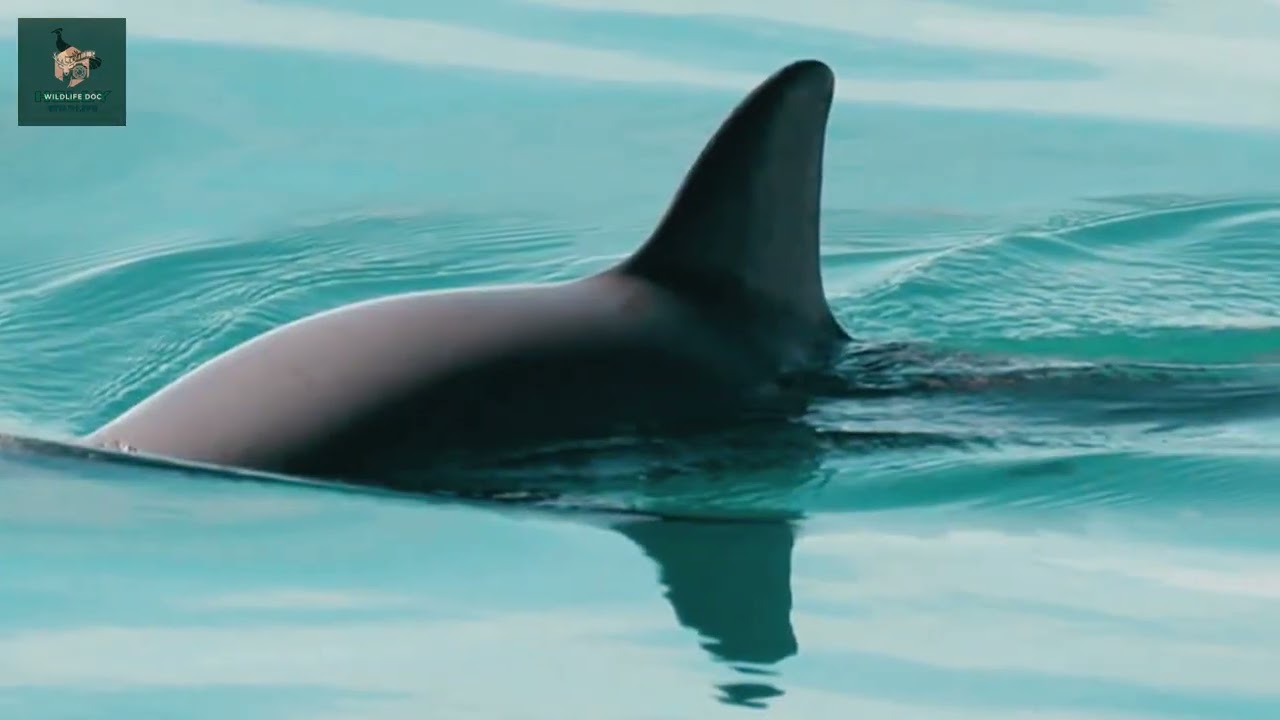 Vaquita The Smallest and Rarest Marine Mammal | Wildlife Documentary