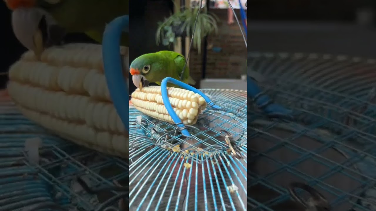 Pericos hablando por las mañanas mi más tierna alarma ⏰ 
