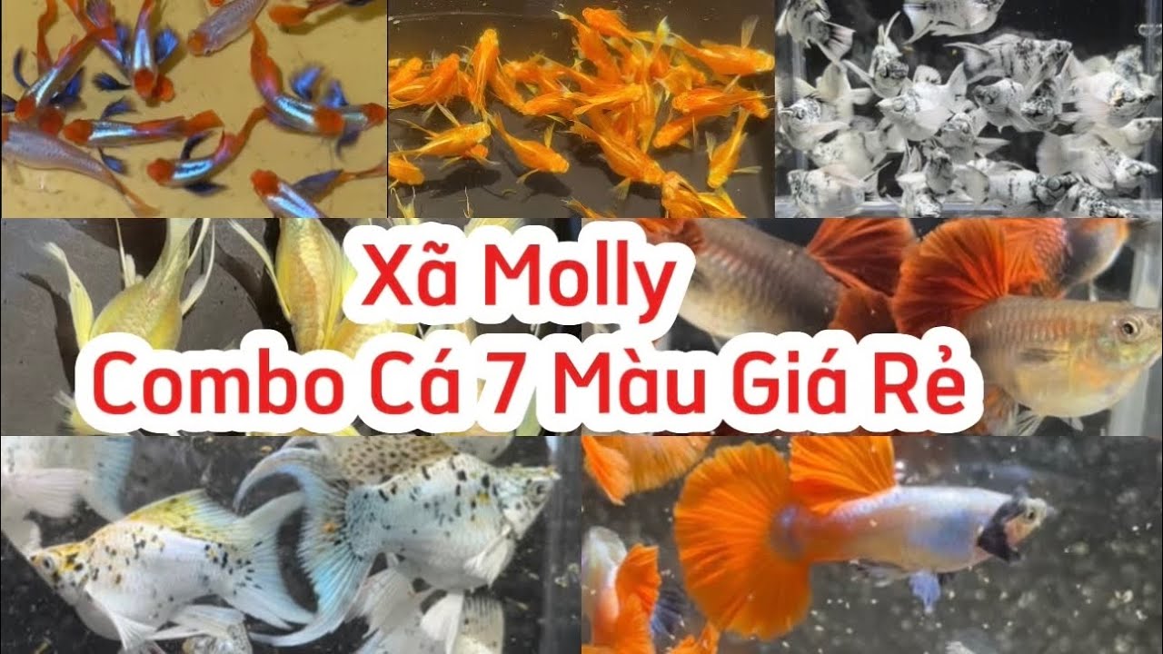 Xã Molly Và Combo Cá 7 Màu Giá Rẻ Tại Trại Đặng Guppy 19/01/2026
