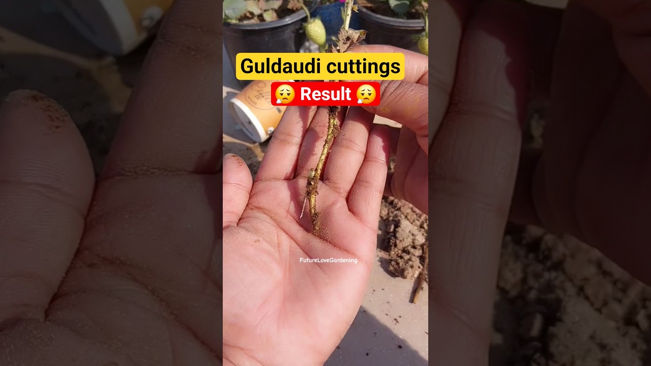 Pro-Tips for GROW 100% success cuttings ❌️ #youtubeshorts #shorts #futurelovegardening #cuttings
