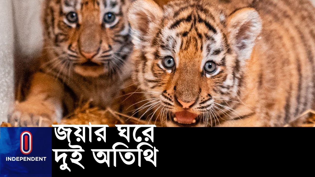 এনিয়ে চট্টগ্রাম চিড়িয়াখানায় ১০টি বাঘের জন্ম হলো || #Chittagong zoo tiger
