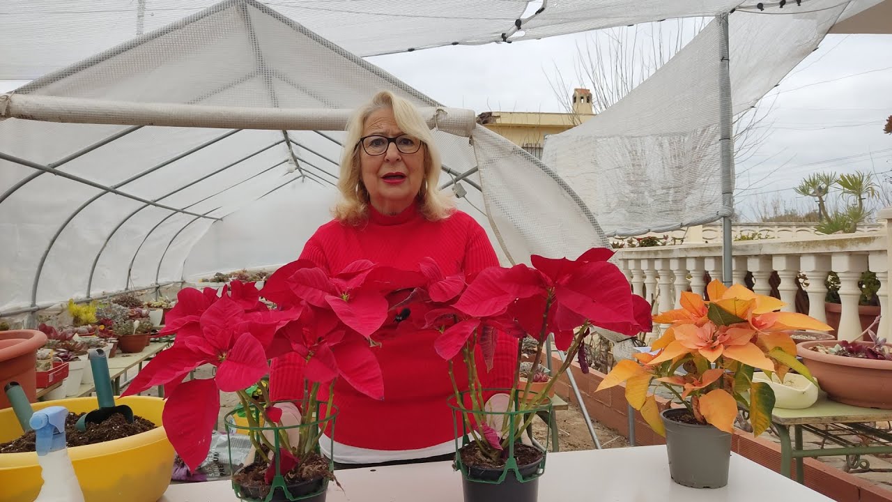 COMO CUIDAR LA PLANTA NOCHEBUENA, ESTRELLA FEDERAL O PLANTA DE PASCUA