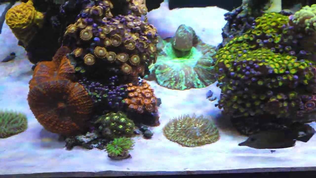 Aquario Marinho - Red Sea Reefer 300g2 - Dia #415