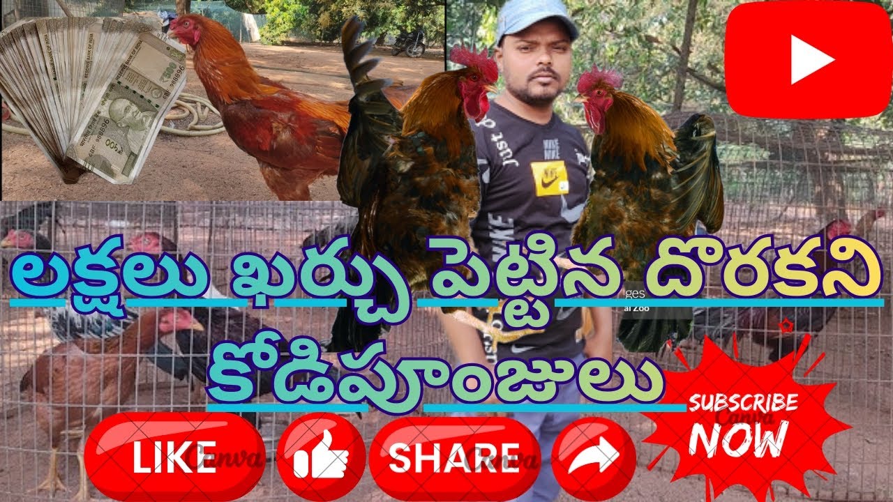 లక్షలు ఖర్చు పెట్టిన దొరకని కోడిపూంజులు 🐓🐓🐓