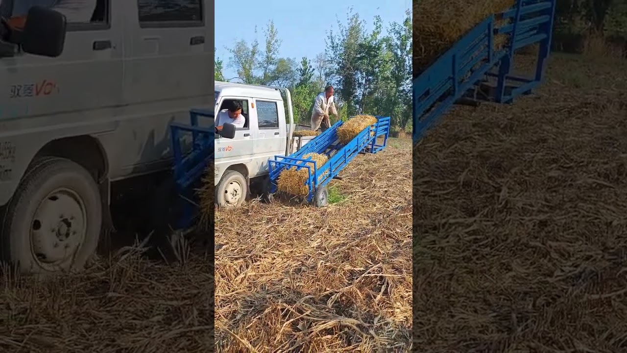 An automatic pick up loader for straw bales, small square bales of wheat straw two