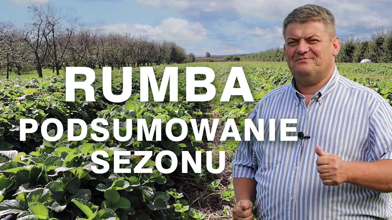 Podsumowanie sezonu w truskawce Rumba - Zbyszek Marek