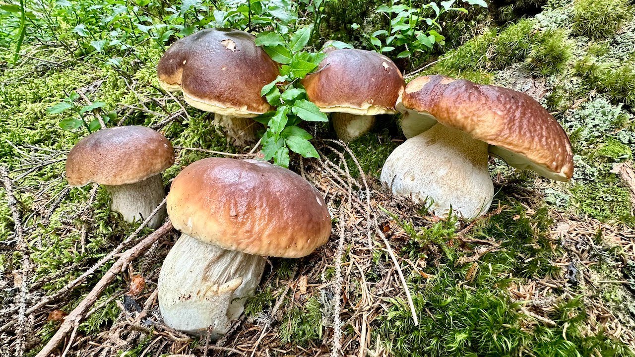 E’ STATO DAVVERO PAZZESCO 🤩 FUNGHI PORCINI AGOSTO 2025
