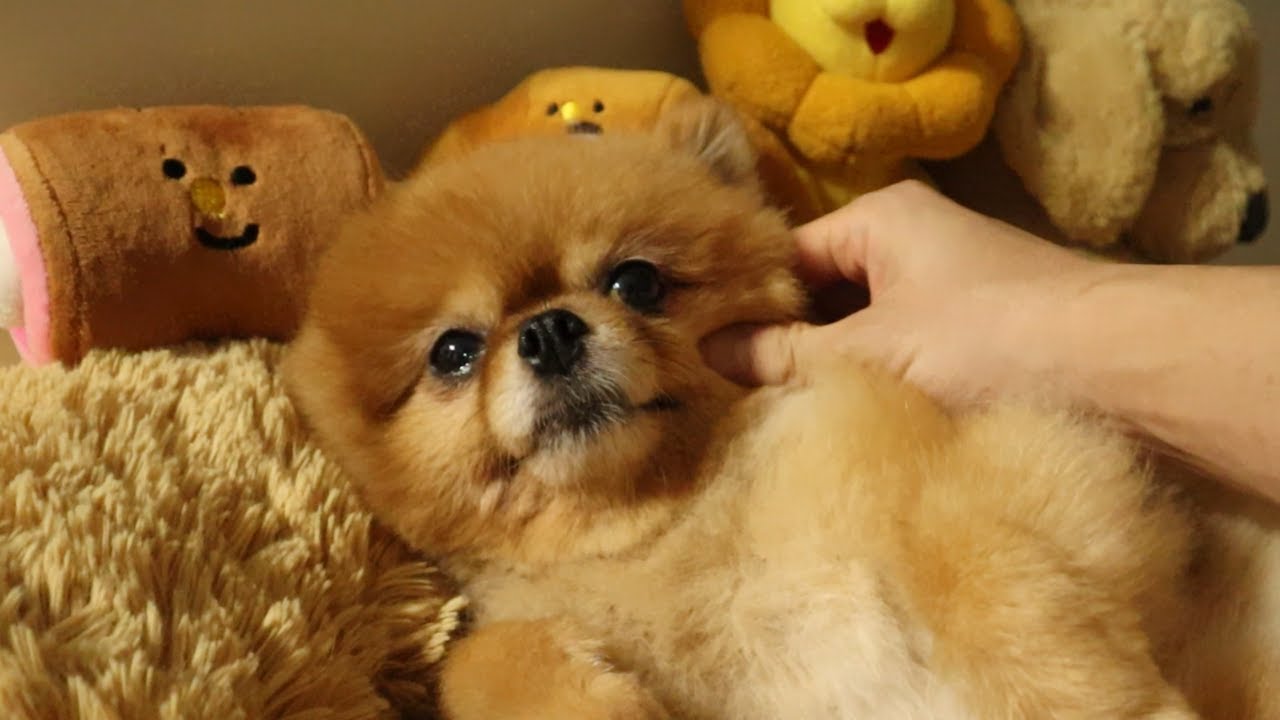 애착인형은 꼭 챙겨야 송이는 마음이 편해요