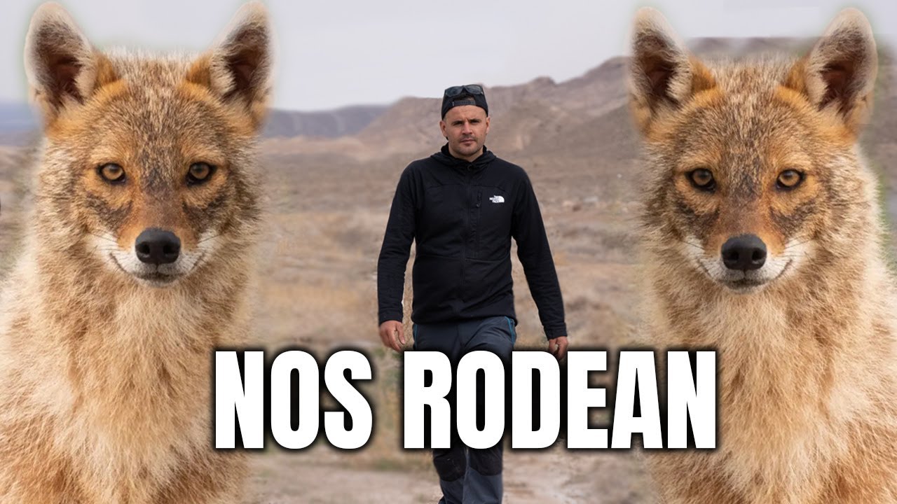 🇧🇬 NOS SORPRENDEN en la noche los CHACALES dorados