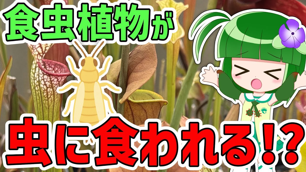 対処を間違えると逆効果!?食虫植物の敵の