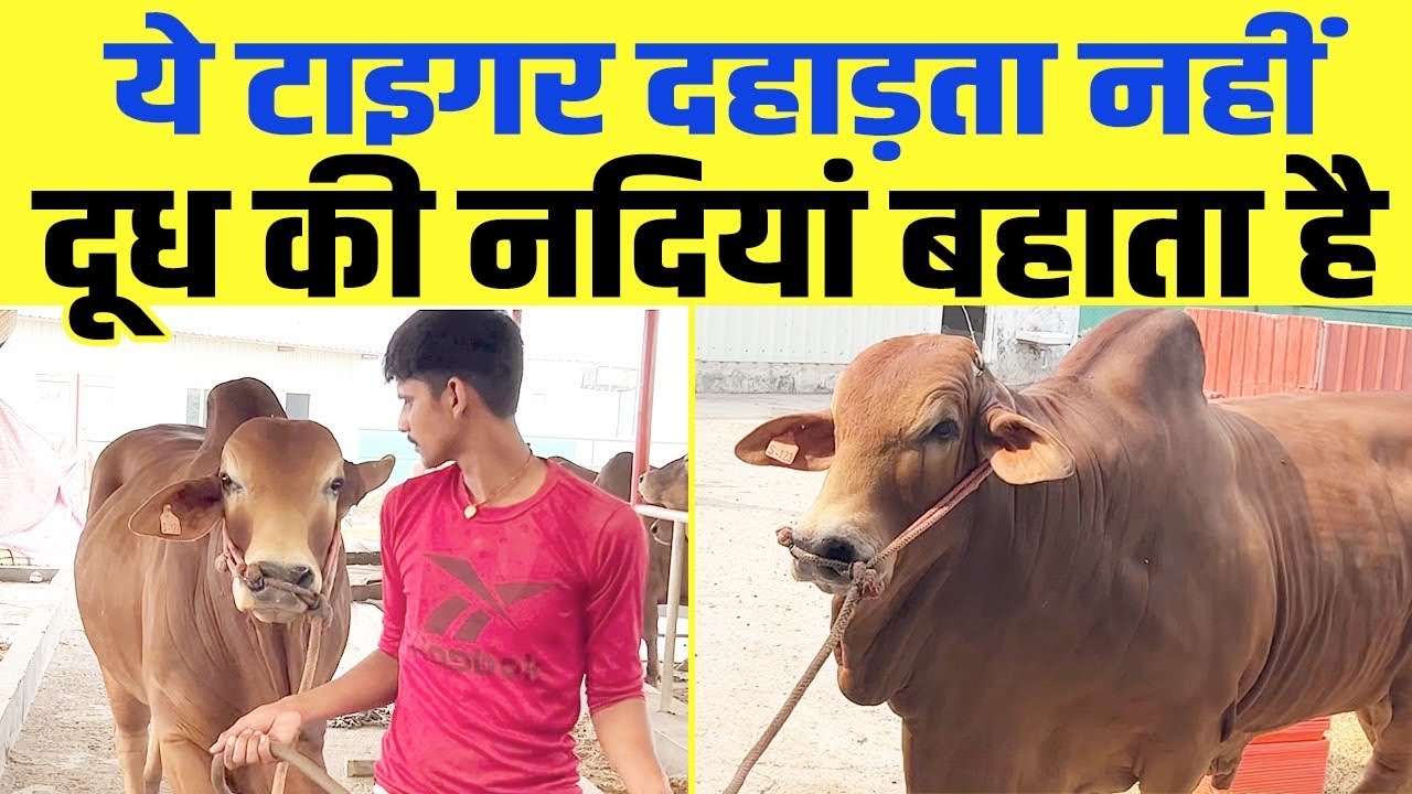 Kamdhenu Gaushala Nurmahal से आया साहीवाल नंदी Tiger, रिकॉर्ड जानकर चौंक जाएंगे ।। Swadeshi VIP