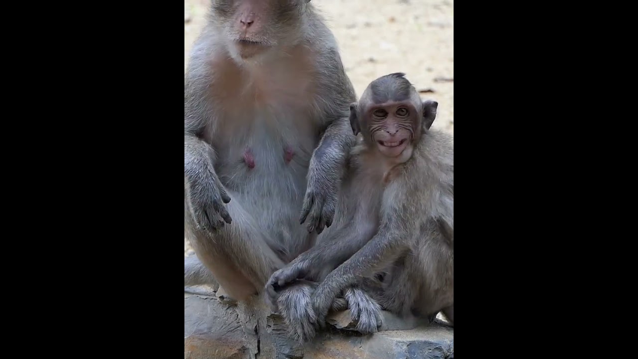 Monkey Needs Milk From Mommy 