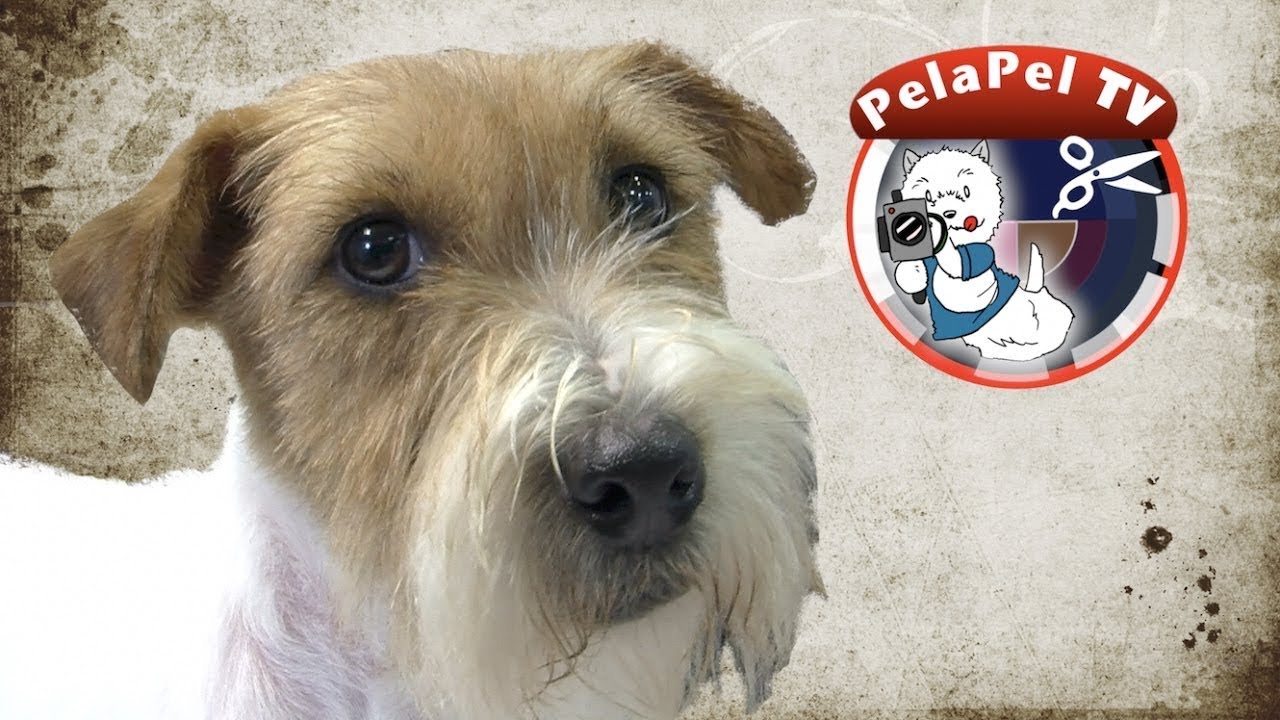 PELUQUERÍA CANINA - GROOMING HANDSTRIPPED JACK RUSELL TERRIER  CON HELEN DIEZ