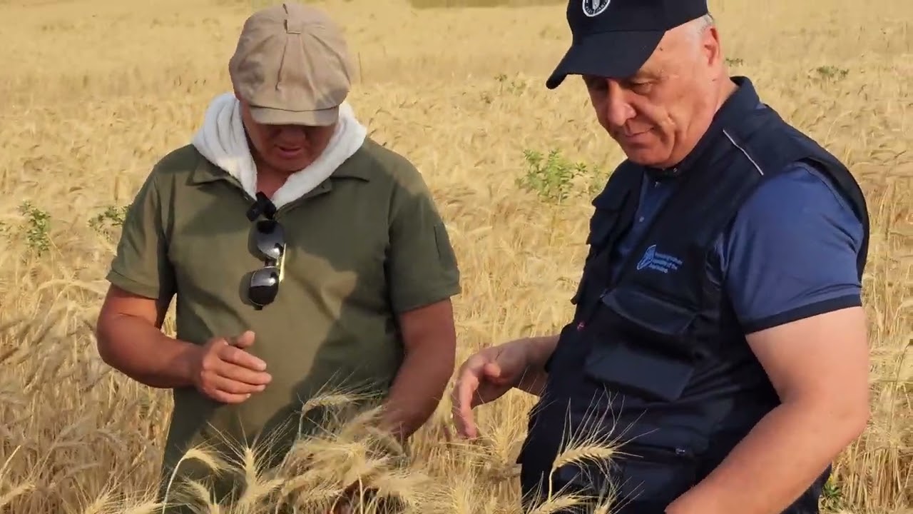 REKORD HOSILDORLIK (Tuproqqa ishlov berilmagan yerda) OLINDI. Bir gektardan 4 tonna 600 kg.