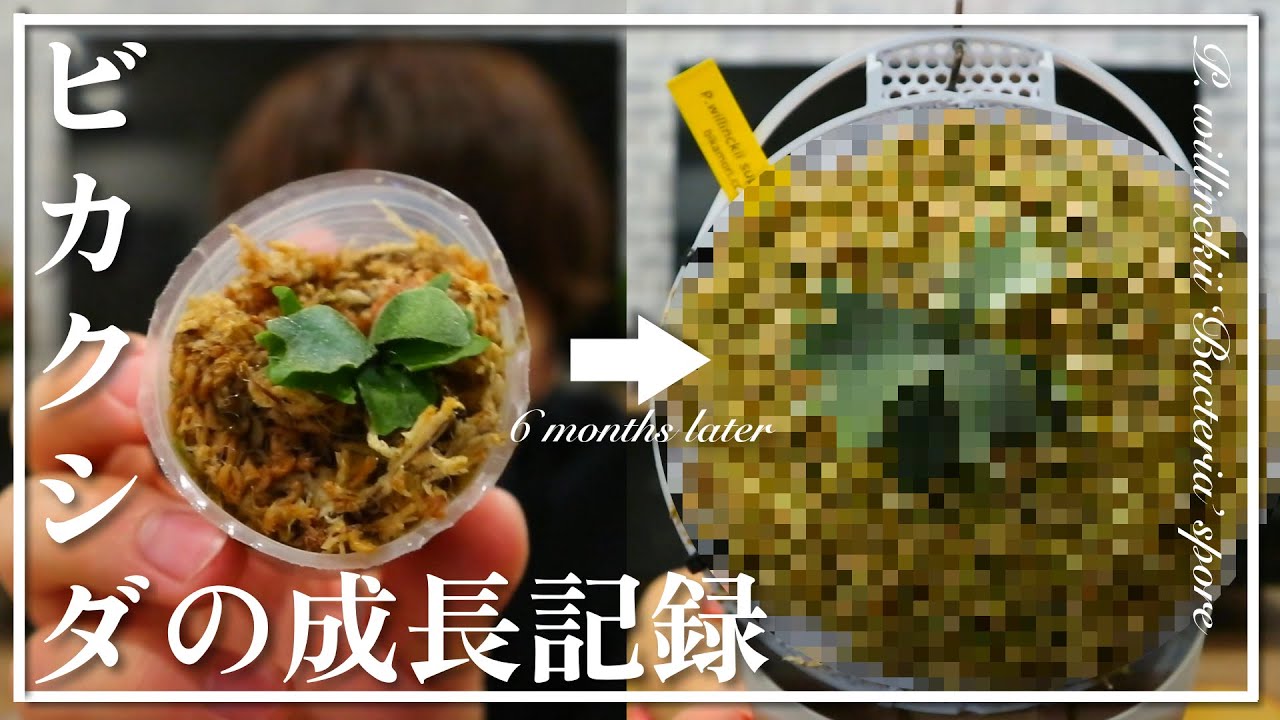 【ビカクシダの成長記録】あの胞子培養株をお迎えしてから半年…現在の姿をご覧ください｡｜ビザールプランツ｜バクテリア｜バクスポ