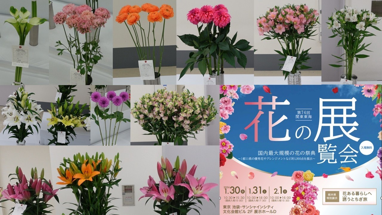《花の品評会　球根切花》関東東海地域の1都11県と花き関係5団体が主催する日本で最大規模の花の展覧会　『第74回関東東海花の展覧会』【Flower Vlog320】