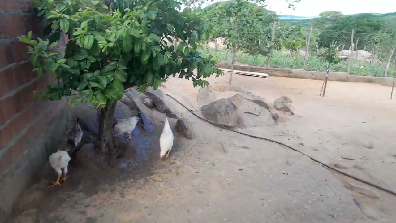 MOSTRANDO NOSSO MANEJO DIÁRIO 