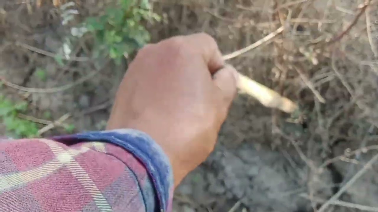 ចេញប្រម៉ាញ់ទៀតហើយ