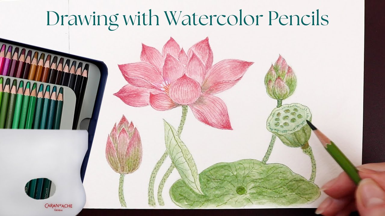 Using watercolor pencils with Caran D'ache palette and water brush | Lotus - Flowers of Edo 3