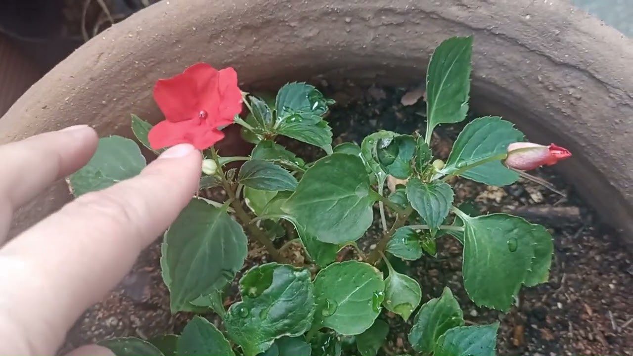 Morfología de la Alegria del Hogar