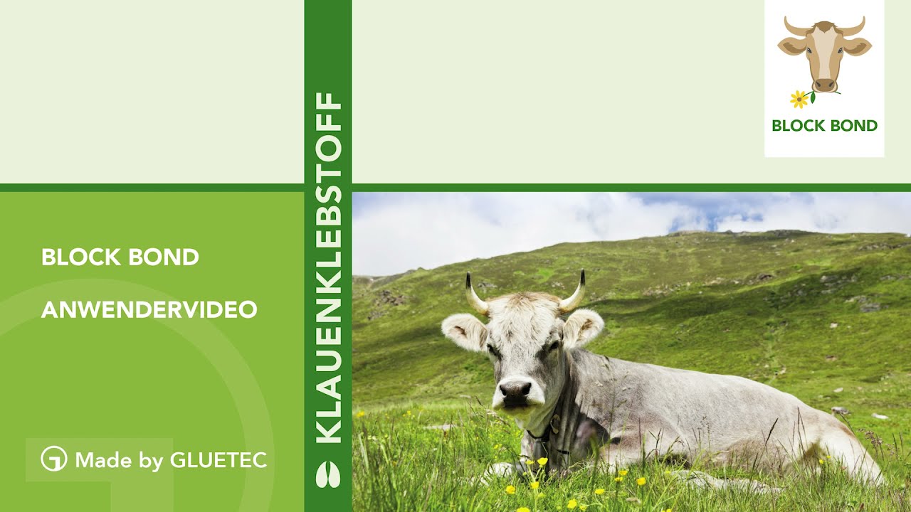 BLOCK BOND® KLAUENKLEBSTOFF - Anwendung: Klauenkleber für Klauenpflege beim Rind