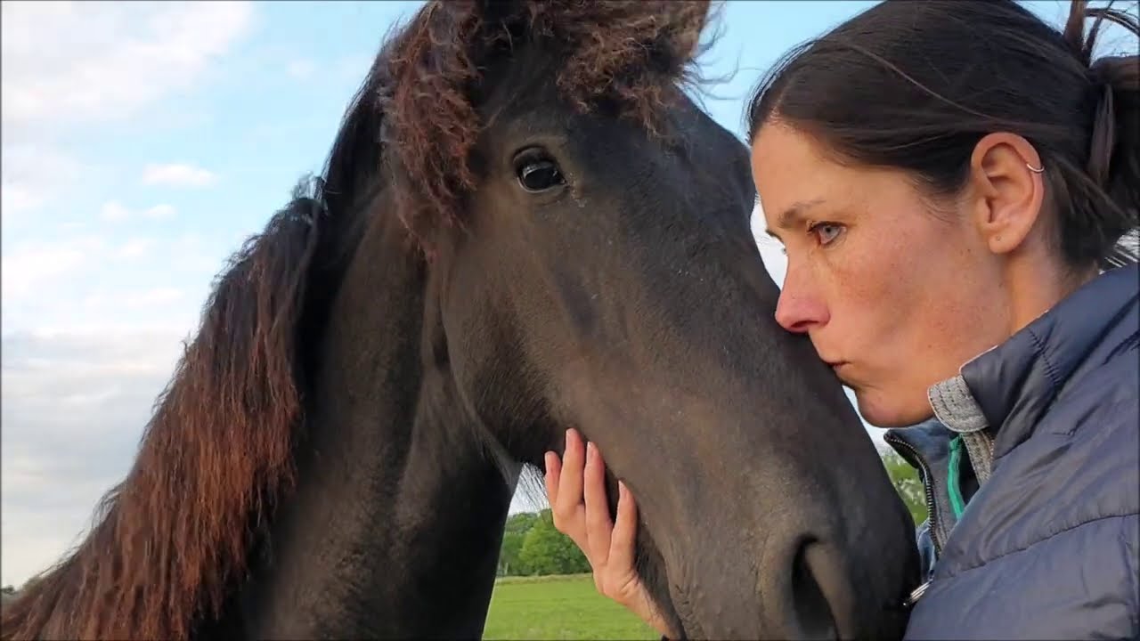 Who is the leader? They get cheeky! I'm the boss ;-) What do they see there? Friesian Horses