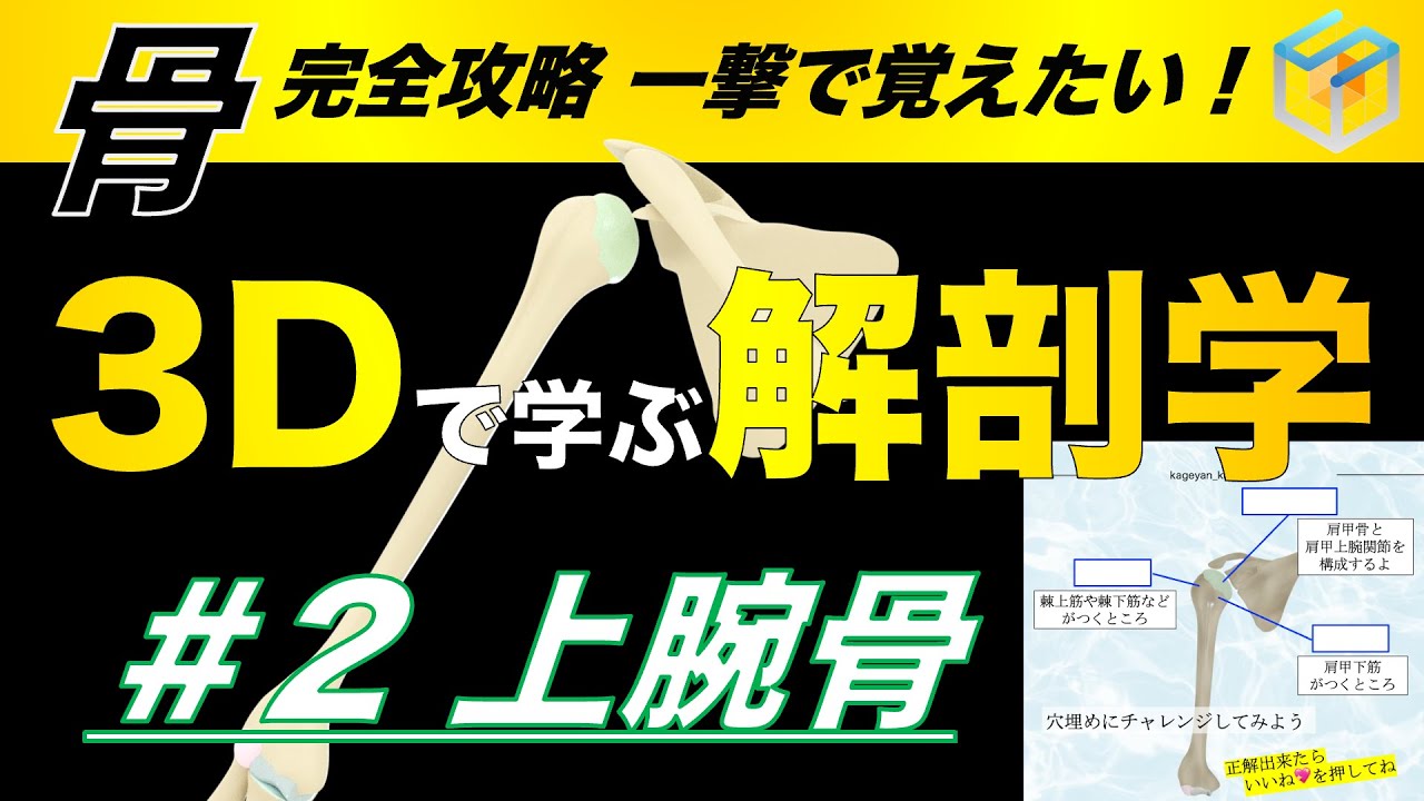 ＃2 上腕骨【3Dで学ぶ解剖学】絶対に間違えない肘の覚え方を紹介！　#上腕骨 #解剖学