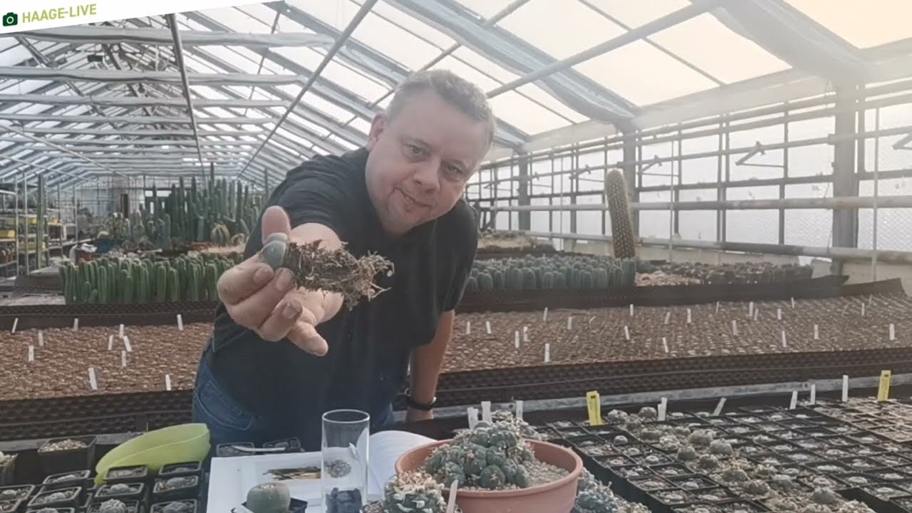 Lophophora bei Kakteen-Haage