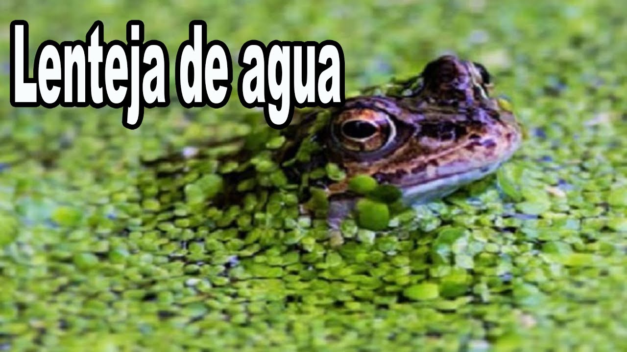 Lenteja de Agua, Velocidad de reproducción