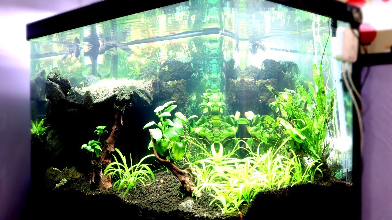 Remodelación Total: Así Quedó el Acuario de mi Ajolote 🦎