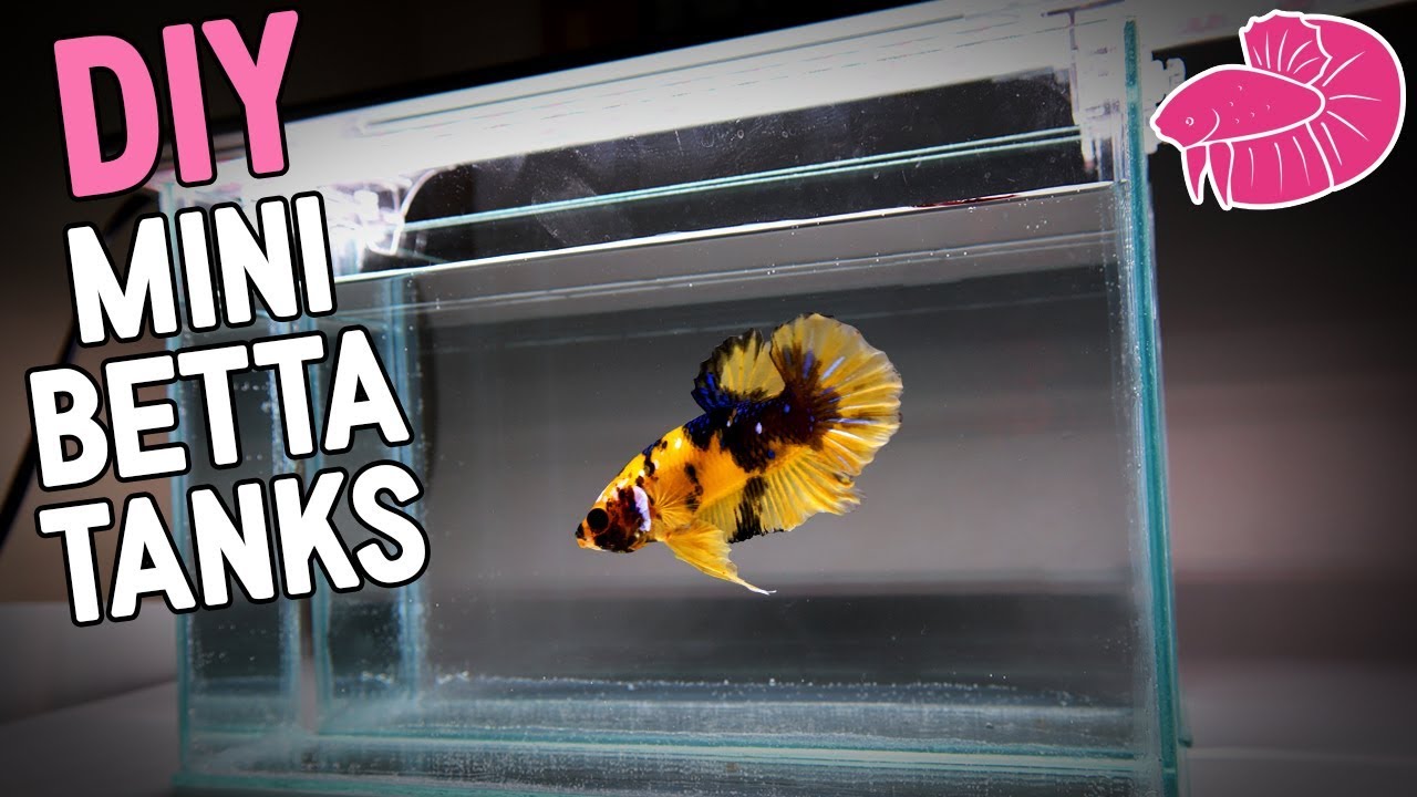DIY Betta Fish Tank - I Made These!