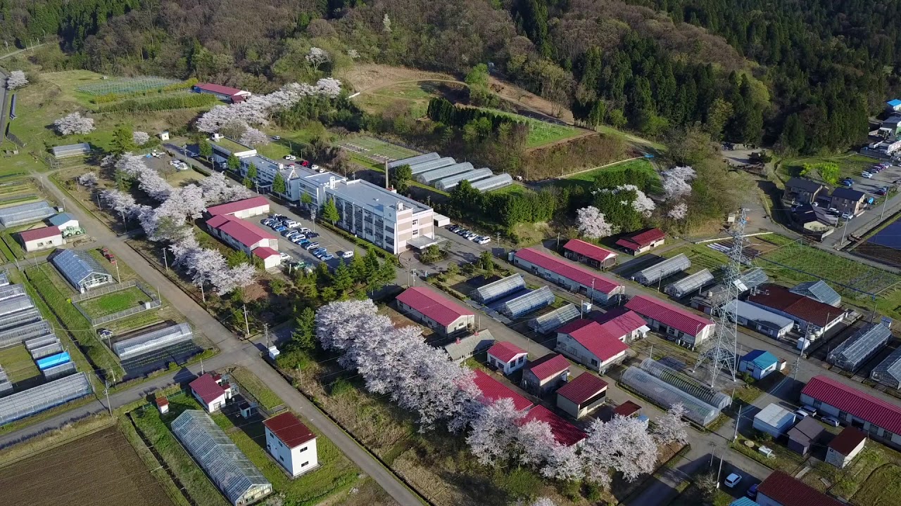 いちほまれ：福井県農業試験場の春桜