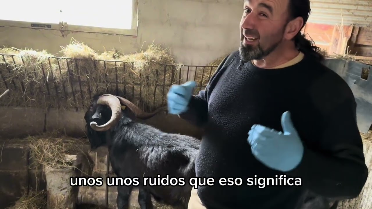 Chivo excepcional con resfriado