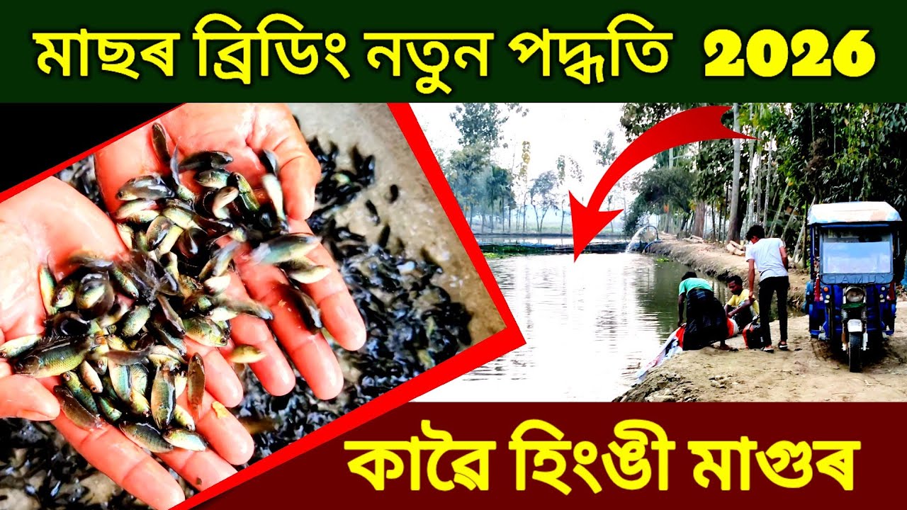  মাছৰ ব্ৰিডিং নতুন পদ্ধতি  2026 / Faruk Business Ideas / Fish Farming in Assam / Catfish Farm Assam 