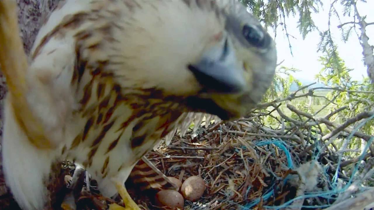 FALCON ATTACK NESTCAM | Merlin Falcon Family Part 1/3