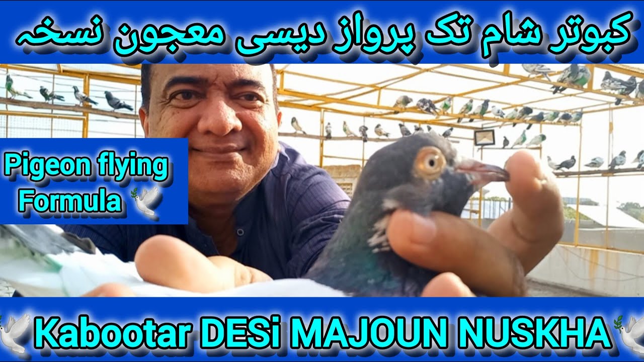 Kabootar parwaz desi majoun nuskha | sham tak parwaz k lye majoun kali goli nuskha | pigeon flying