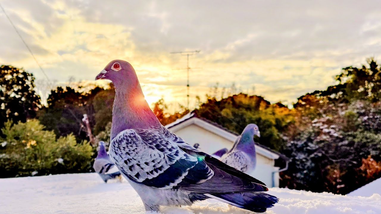 雪国  薩摩