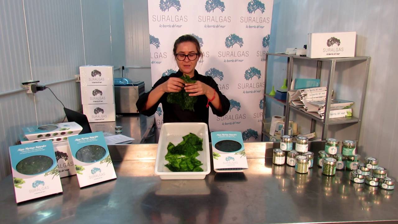 lechuga de mar , Algas Suralgas