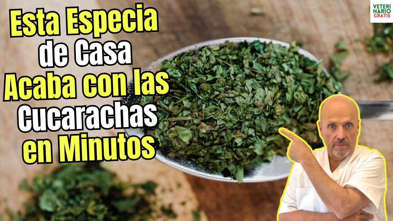 💝 ESTA ESPECIA COMUN ACABA CON LAS CUCARACHAS EN MINUTOS 💝