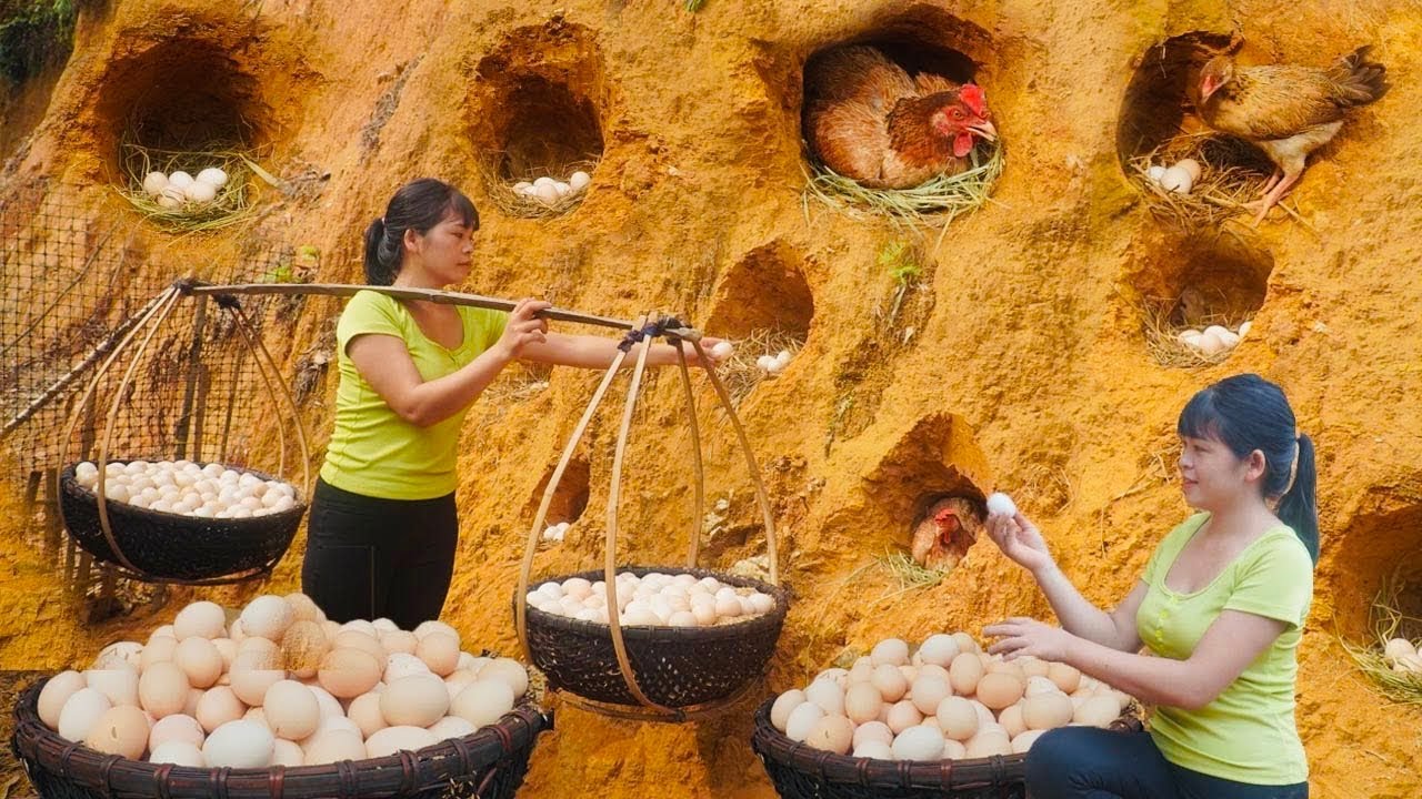 Single Mother: Harvesting Many Chicken Eggs To Sell At The Rural Market -  Ban An Farm